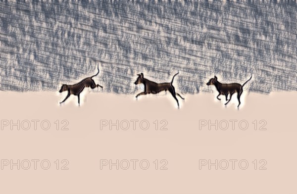Doberman running fast and jumping in winter, Poller Wiesen, Rhine riverbanks, Cologne, North