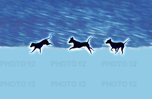 Doberman running fast and jumping in winter, Poller Wiesen, Rhine riverbanks, Cologne, North