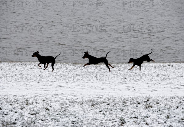 Doberman running fast and jumping in winter, Poller Wiesen, Rhine riverbanks, Cologne, North