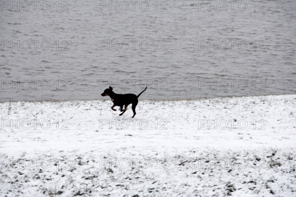 Doberman running fast and jumping in winter, Poller Wiesen, Rhine riverbanks, Cologne, North