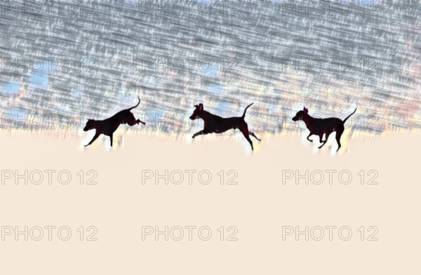 Doberman running fast and jumping in winter, Poller Wiesen, Rhine riverbanks, Cologne, North