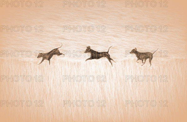 Doberman running fast and jumping in winter, Poller Wiesen, Rhine riverbanks, Cologne, North