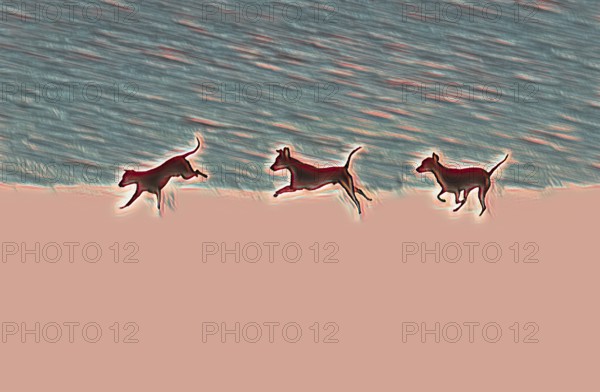 Doberman running fast and jumping in winter, Poller Wiesen, Rhine riverbanks, Cologne, North