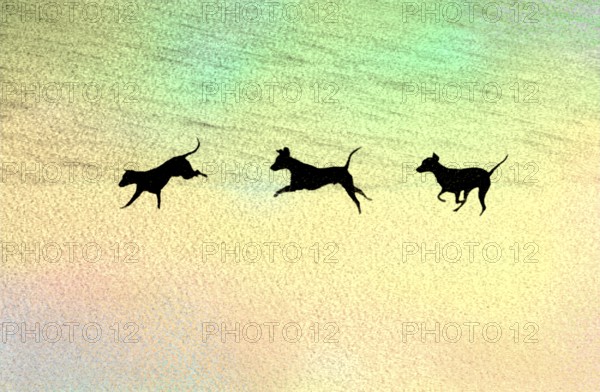 Doberman running fast and jumping in winter, Poller Wiesen, Rhine riverbanks, Cologne, North