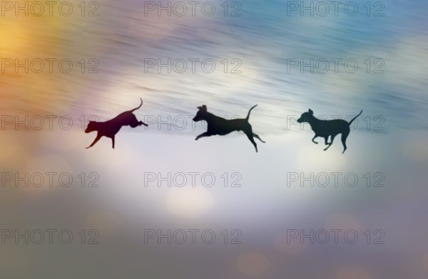 Doberman running fast and jumping in winter, Poller Wiesen, Rhine riverbanks, Cologne, North