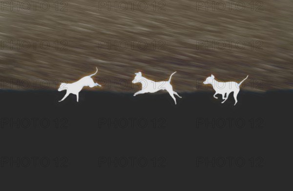 Doberman running fast and jumping in winter, Poller Wiesen, Rhine riverbanks, Cologne, North