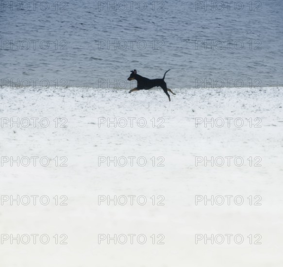 Doberman running fast and jumping in winter, Poller Wiesen, Rhine riverbanks, Cologne, North