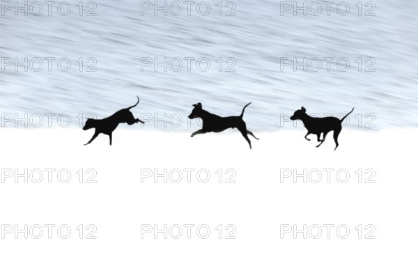 Doberman running fast and jumping in winter, Poller Wiesen, Rhine riverbanks, Cologne, North