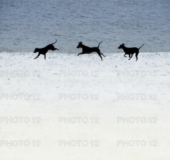 Doberman running fast and jumping in winter, Poller Wiesen, Rhine riverbanks, Cologne, North