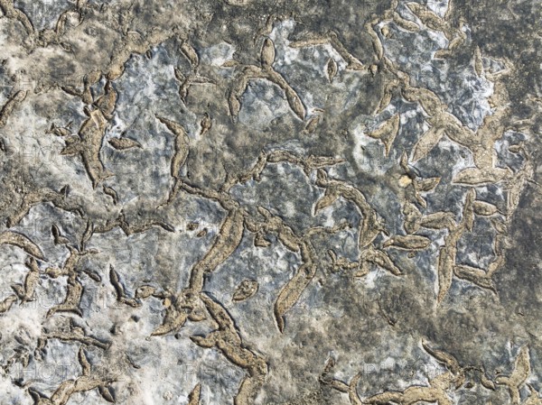 Dried mud in the marshland of the Bahía de Cádiz Nature Reserve. Aerial view. Drone shot. Cádiz
