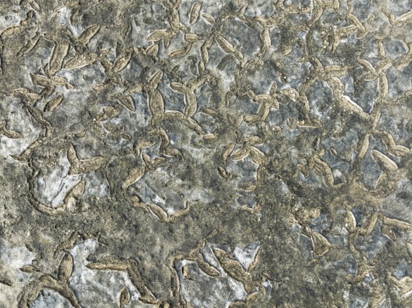 Dried mud in the marshland of the Bahía de Cádiz Nature Reserve. Aerial view. Drone shot. Cádiz