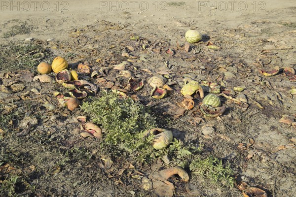 Heaps of rotting watermelons. Peel of melon. An abandoned field of watermelons and melons. Atyrau,
