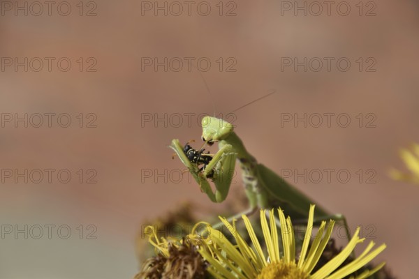 The female praying mantis devouring wasp. The female mantis religios. Predatory insects. Huge green