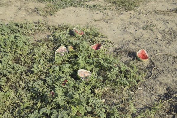 An abandoned field of watermelons and melons. Atyrau, Kazakhstan