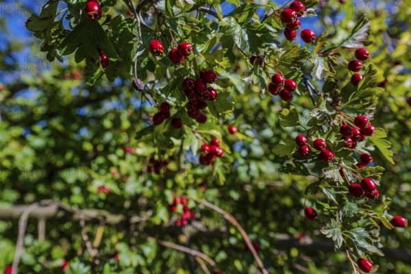 Red rosehips hang from a green bush under a blue sky. It's autumn and the sun is shining, which
