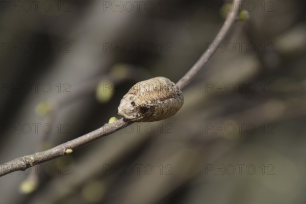 Ootheca mantis on the branches of a tree. The eggs of the insect laid in the cocoon for the winter