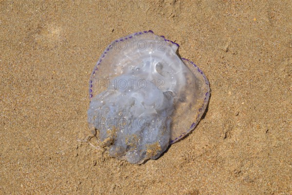 Jellyfish Rhizostoma root rope, thrown to the shore of the sea. Golubitskaya, Russia