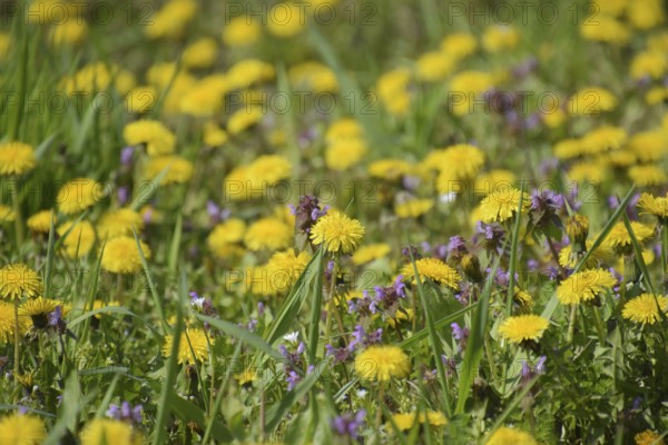 Flowering dandelions in the clearing. Atyrau, Kazakhstan