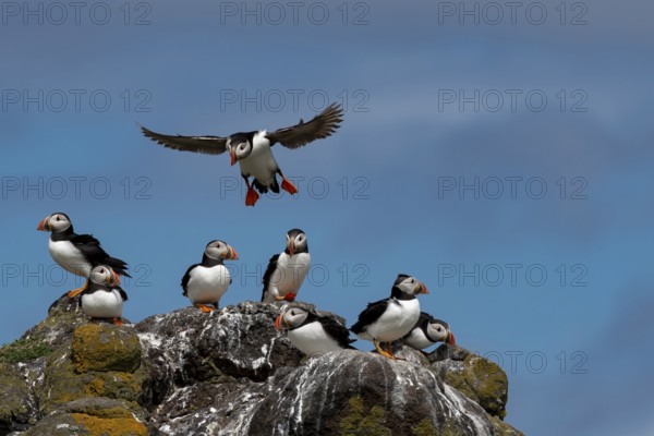 Group Of Seabird Species Atlantic Puffin (Fratercula arctica) On The Isle Of May In The Firth Of