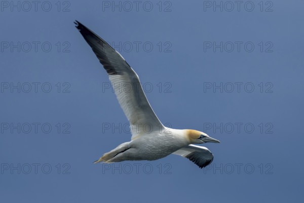 Flying Seabird Northern Gannet (Morus Bassanus) On Island Bass Rock In The Atlantic Ocean Of Firth
