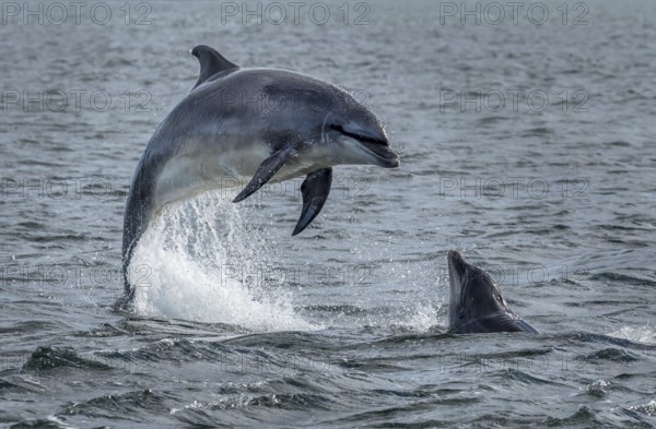 Wild Bottlenose Dolphins (Delphinus Truncatus) Jumping Out Of Ocean Water At The Moray Firth Near