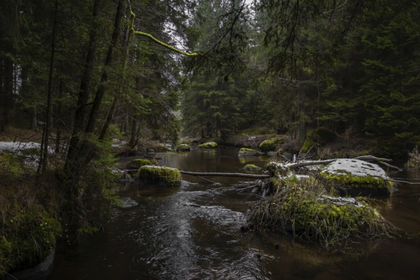 River Kamp Flows Through Valley With Forest And Mossy Boulders In Lower Austria (Waldviertel) In