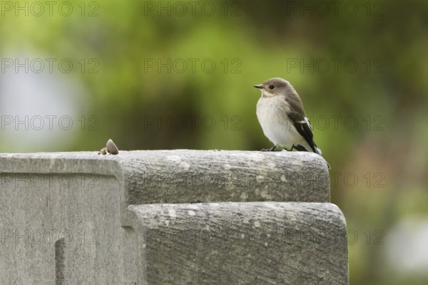 A pied flycatcher (Ficedula hypoleuca), female, sitting quietly on a gravestone with a green