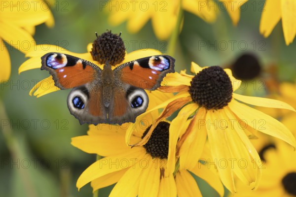 A peacock butterfly (Aglais io) sitting on a yellow flower, yellow coneflower (Echinacea paradoxa),