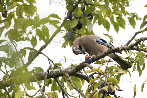 A jay (Garrulus Glandarius) sitting on a branch of a plum tree, eating plum surrounded by leaves