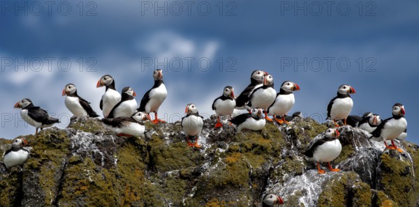 Group Of Seabird Species Atlantic Puffin (Fratercula arctica) On The Isle Of May In The Firth Of