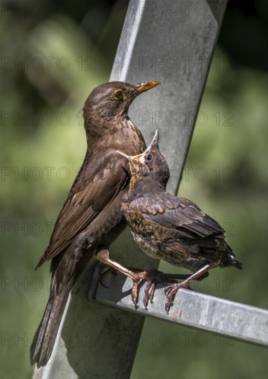 Young Eurasian Blackbird (Turdus Merula) Fledgling Sits On Ladder and Gets Fed With Insect By Its