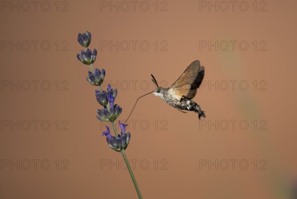 Hummingbird Hawk Moth Butterfly (Macroglossum stellatarum) Drinking Nectar From Flower During