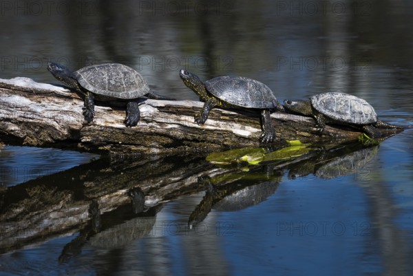 Group Of European Pond Terrapin Water Turtles (Emys Orbicularis) Sunbathing On A Tree In The Danube
