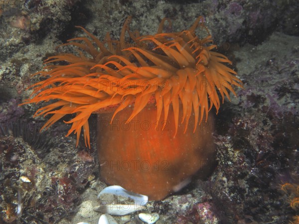 Orange sea anemone with long tentacles, false plum anemone (Pseudactinia varia), on the seabed.