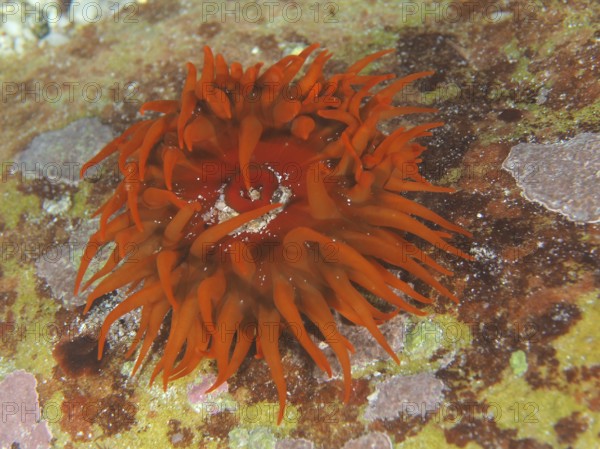 Bright orange sea anemone, false plum anemone (Pseudactinia varia), on the seabed. Dive site False
