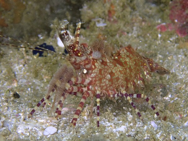 Red-green patterned common marbled shrimp (Saron marmoratus) crawling on a sandy substrate. Dive