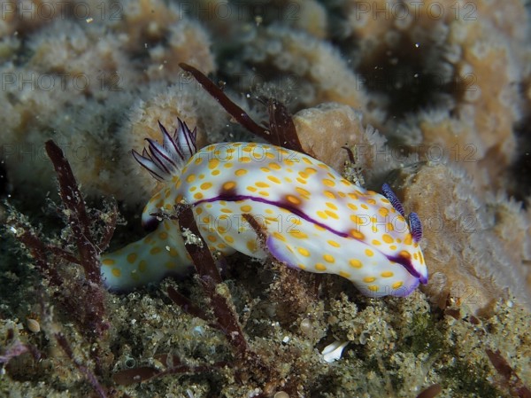 White nudibranch with yellow dots, magnificent star snail (Hypselodoris ghardaqana), resting on