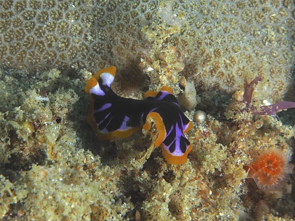 Yellow-black whirlpool worm (Pseudoceros) on a coral reef in the sea. Dive site Sodwana Bay