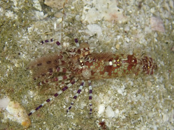 Common marble shrimp (Saron marmoratus) with a pattern in brown and green on a sandy substrate.