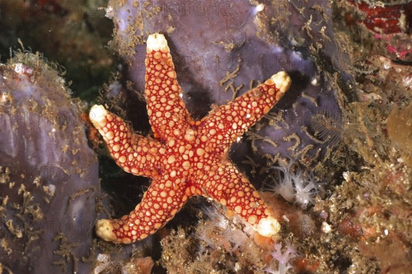 Bright red starfish with white markings, orange-spotted starfish (Ferdina sadhaensis), on coral