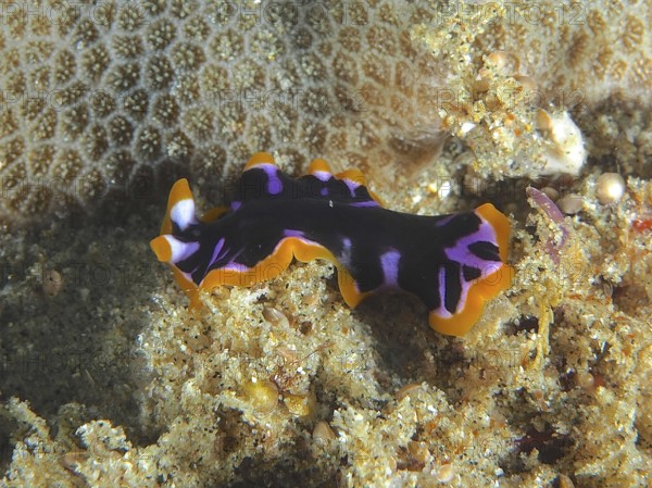 Yellow-black whirlpool worm (Pseudoceros) with colourful pattern on coral reef. Dive site Sodwana