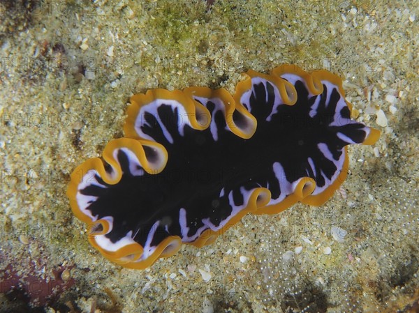 Yellow-black swirl worm (Pseudoceros) with wavy orange-black patterns on the seabed. Dive site