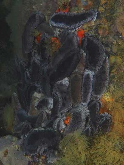 Cape Town sea cucumber (Hemiocnus insolens), sea cucumber, with rough texture. Dive site False Bay,