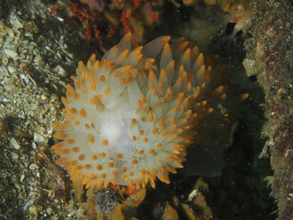 Nudibranch with white and orange dots, gas flame nudibranch (Bonisa nakaza), in an underwater