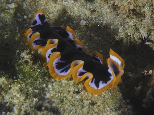 Yellow-black whirlpool worm (Pseudoceros) with orange-black patterns on the seabed. Dive site