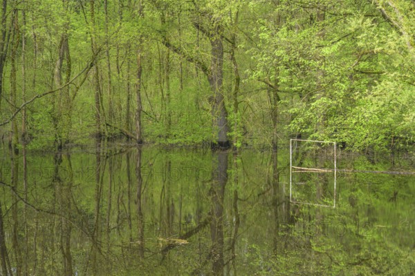 Submerged alluvial forest and a football goal on an oxbow lake of the Sava, Cigoc, Sisak-Moslavina