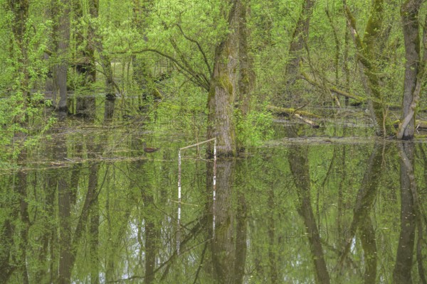 Football goal by a submerged alluvial forest on an oxbow lake of the Sava, Cigoc, Sisak-Moslavina