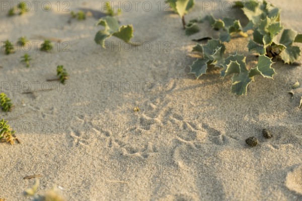 Bird tracks in the sand between thistles (Eryngium maritimum) in the dune area, with clearly