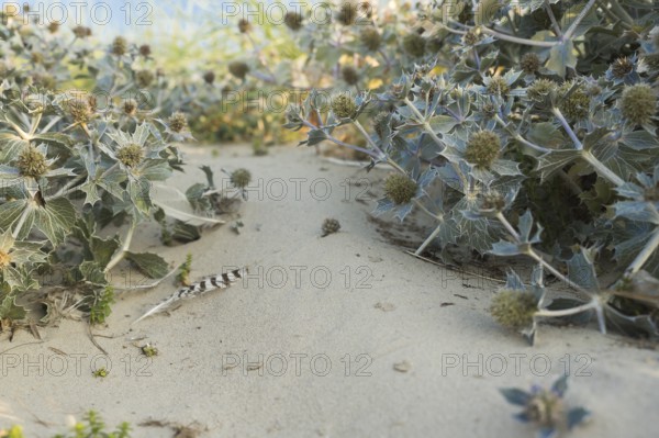 Sea thistle (Eryngium maritimum) in the dunes, photographed in the warm evening light, with a