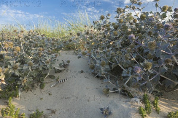 Sea thistle (Eryngium maritimum) in the dunes, in the warm evening light, with a single striped